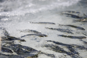 地下水を汲み上げてかけ流しで飼育しております。水流を強くして飼育することで天然鮎に負けない泳ぎと、脂の少ない筋肉質な鮎に仕立てています。この鮎たちは長良川を中心に岐阜県内の河川で鮎釣りに使われる「オトリ鮎」として卸されています。